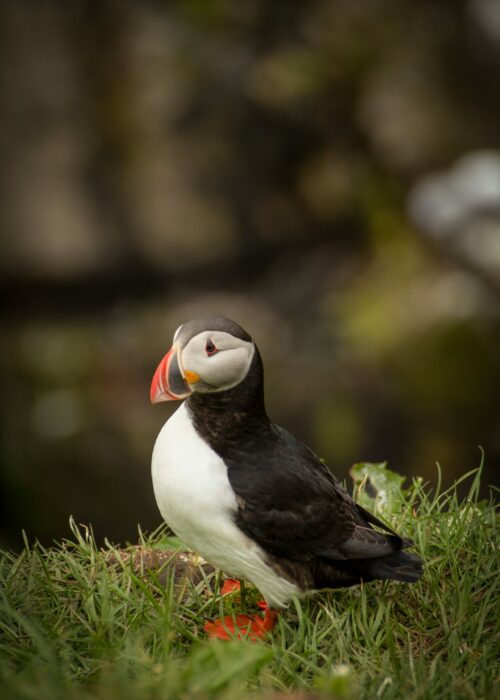 Photo:  Bianca Fazacas (Atlantic Puffin)