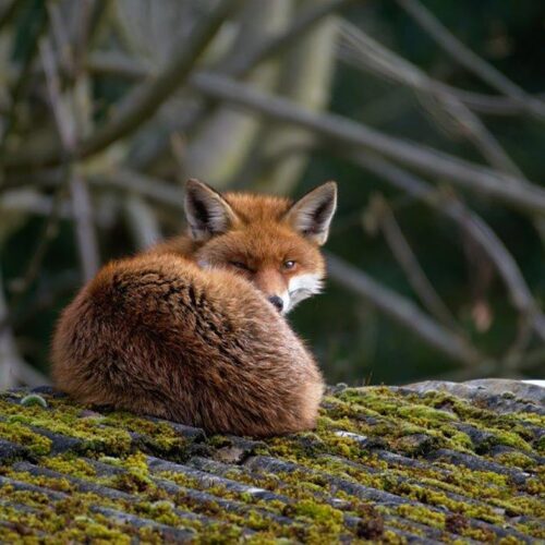 Photo:  Martin Sepion (Red Fox)