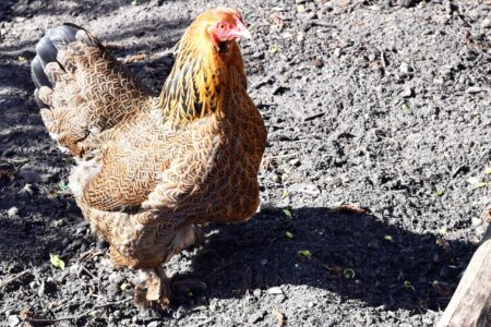 ISH chickens have an appetite for sage, mint and spinach